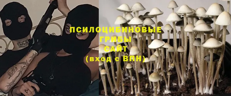 Галлюциногенные грибы Psilocybe  Заинск 